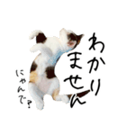 三毛猫あくび（個別スタンプ：16）