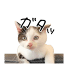 三毛猫あくび（個別スタンプ：17）
