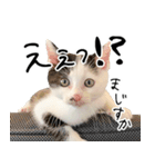 三毛猫あくび（個別スタンプ：18）