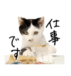 三毛猫あくび（個別スタンプ：19）