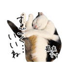 三毛猫あくび（個別スタンプ：20）