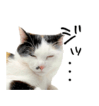 三毛猫あくび（個別スタンプ：21）
