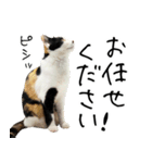 三毛猫あくび（個別スタンプ：22）