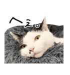 三毛猫あくび（個別スタンプ：23）