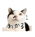 三毛猫あくび（個別スタンプ：25）