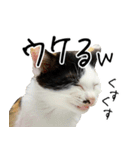 三毛猫あくび（個別スタンプ：26）