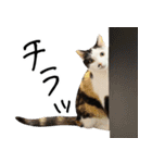 三毛猫あくび（個別スタンプ：27）