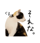 三毛猫あくび（個別スタンプ：28）