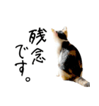 三毛猫あくび（個別スタンプ：29）