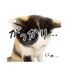 三毛猫あくび（個別スタンプ：30）