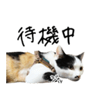 三毛猫あくび（個別スタンプ：31）