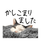 三毛猫あくび（個別スタンプ：32）