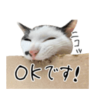 三毛猫あくび（個別スタンプ：33）