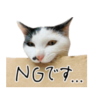 三毛猫あくび（個別スタンプ：34）