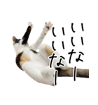 三毛猫あくび（個別スタンプ：35）