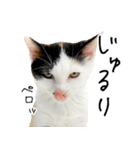 三毛猫あくび（個別スタンプ：36）