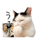 三毛猫あくび（個別スタンプ：37）