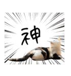 三毛猫あくび（個別スタンプ：39）