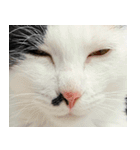 三毛猫あくび（個別スタンプ：40）