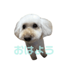 あんずpart2（個別スタンプ：13）