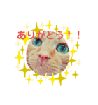 COLO 1（個別スタンプ：2）