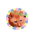 COLO 1（個別スタンプ：6）