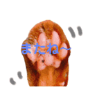 COLO 1（個別スタンプ：8）