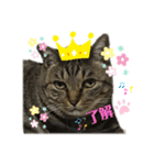 食いしん坊猫こころくん（個別スタンプ：1）