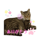 食いしん坊猫こころくん（個別スタンプ：2）