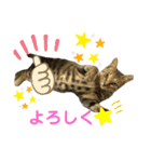 食いしん坊猫こころくん（個別スタンプ：3）