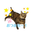 食いしん坊猫こころくん（個別スタンプ：4）