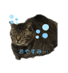 食いしん坊猫こころくん（個別スタンプ：5）