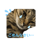 食いしん坊猫こころくん（個別スタンプ：6）