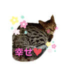 食いしん坊猫こころくん（個別スタンプ：8）