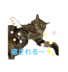 食いしん坊猫こころくん（個別スタンプ：9）