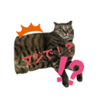 食いしん坊猫こころくん（個別スタンプ：10）