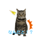 食いしん坊猫こころくん（個別スタンプ：11）
