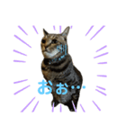 食いしん坊猫こころくん（個別スタンプ：12）