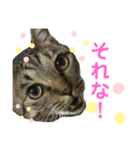 食いしん坊猫こころくん（個別スタンプ：13）