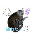 食いしん坊猫こころくん（個別スタンプ：14）