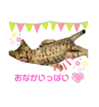 食いしん坊猫こころくん（個別スタンプ：15）