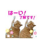 床屋さんの看板猫、人気猫ミー（個別スタンプ：1）