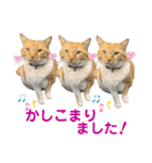 床屋さんの看板猫、人気猫ミー（個別スタンプ：4）