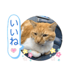 床屋さんの看板猫、人気猫ミー（個別スタンプ：6）
