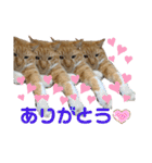 床屋さんの看板猫、人気猫ミー（個別スタンプ：7）