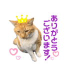 床屋さんの看板猫、人気猫ミー（個別スタンプ：8）