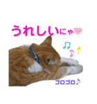 床屋さんの看板猫、人気猫ミー（個別スタンプ：9）