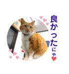 床屋さんの看板猫、人気猫ミー（個別スタンプ：10）