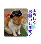 床屋さんの看板猫、人気猫ミー（個別スタンプ：13）