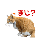床屋さんの看板猫、人気猫ミー（個別スタンプ：16）